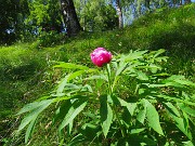 47 Paeonia officinalis- Peonia selvatica-Peonia dello Zucco